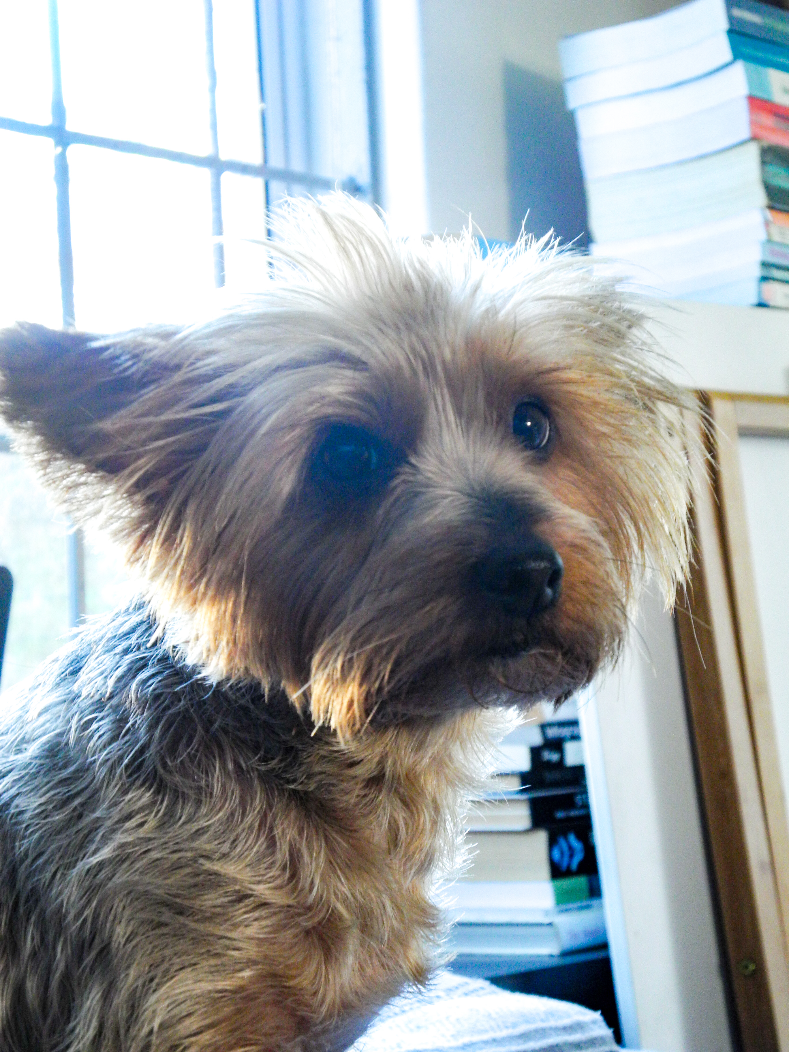 Yorkshire terrier close up against a bright window