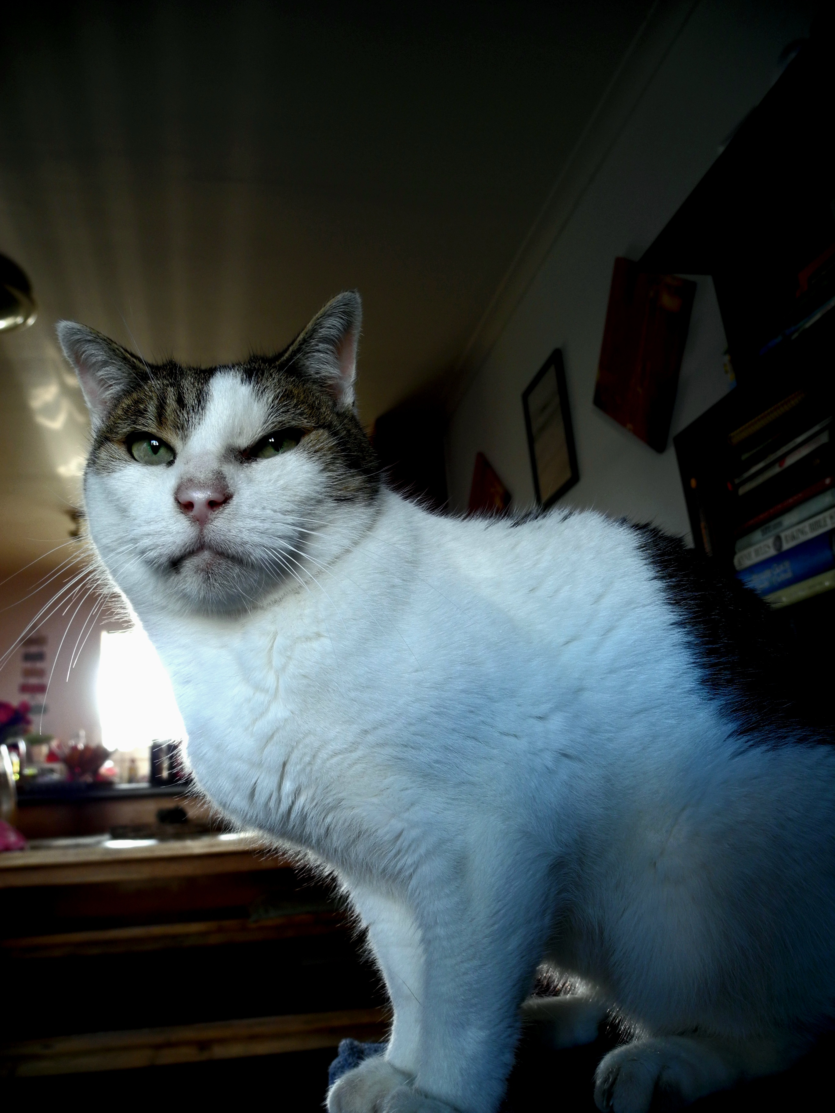 Tabby and white cat looking down at camera, close portrait