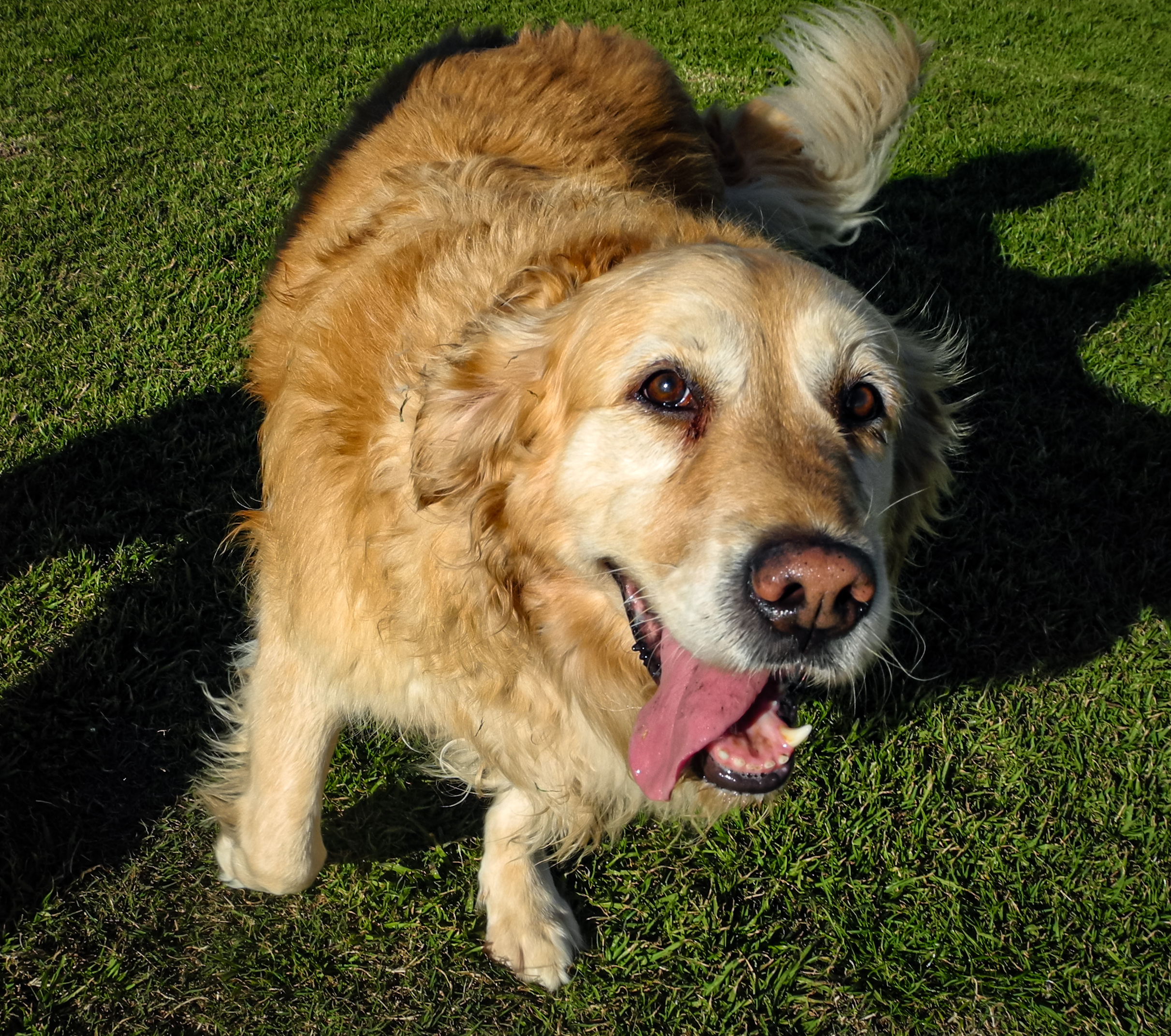 Golden retriever mid-shake on grass, tongue out