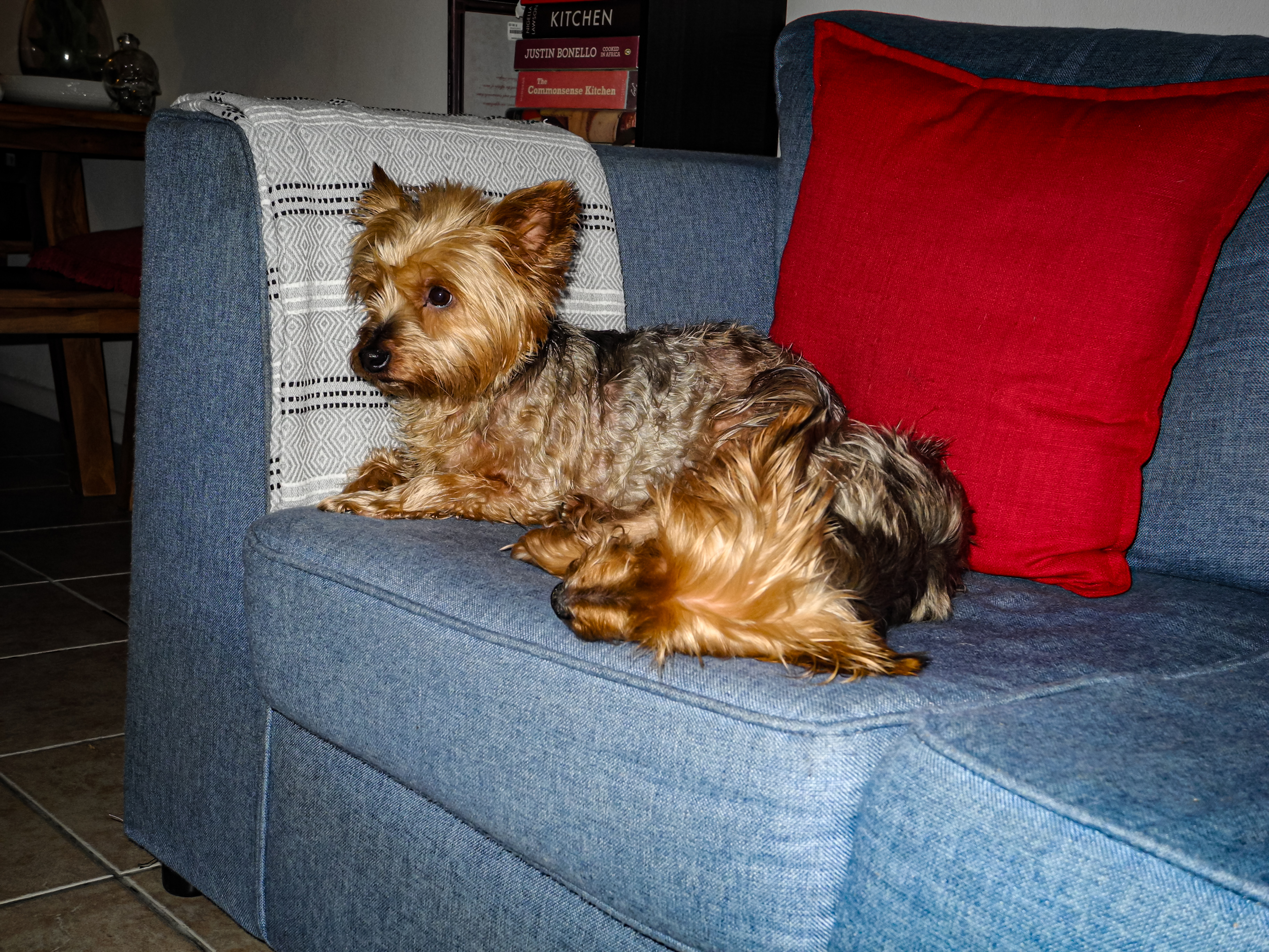 Small terrier curled up on a couch beside a red cushion