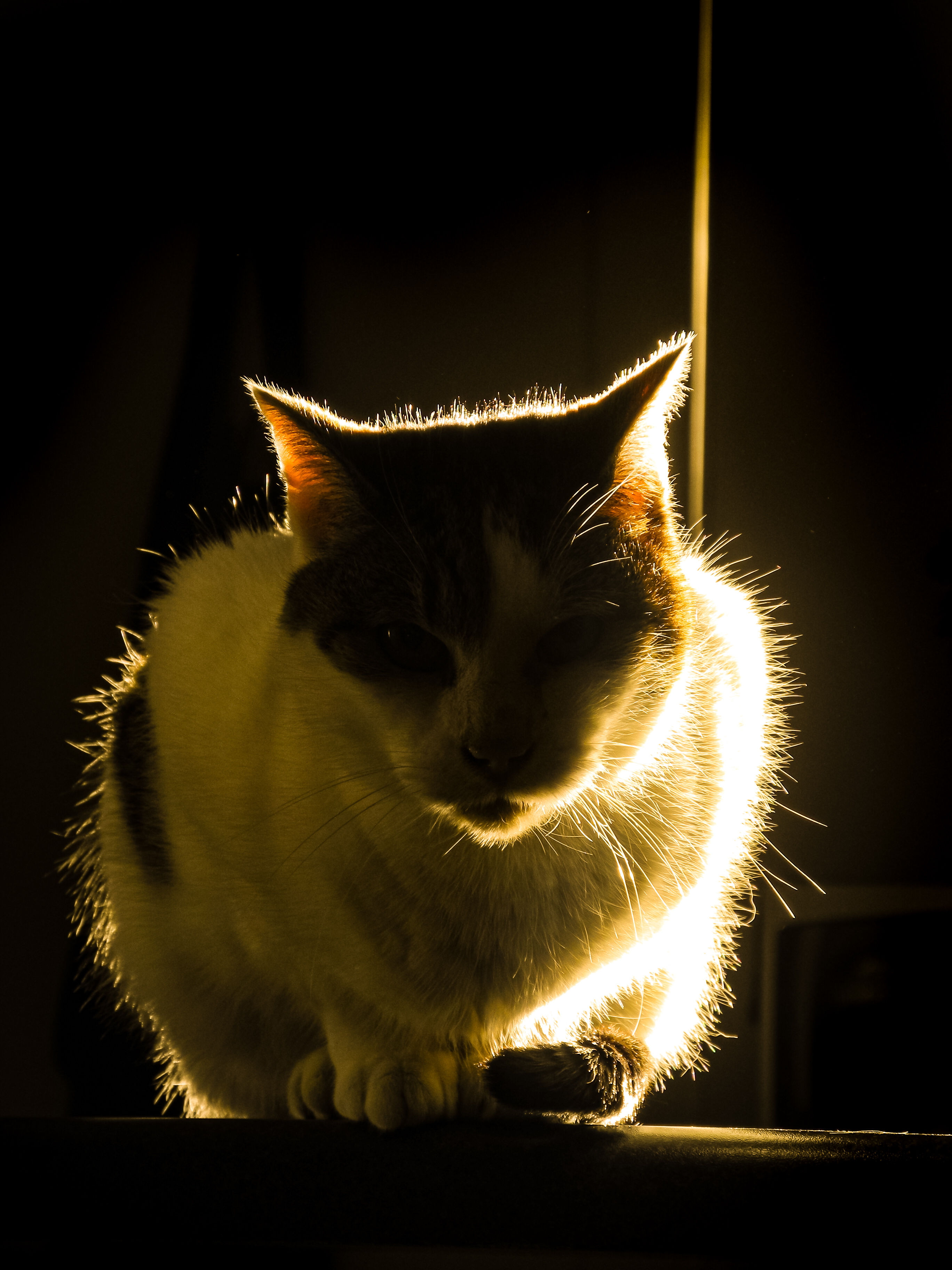Cat silhouetted against warm backlight, fur glowing at the edges