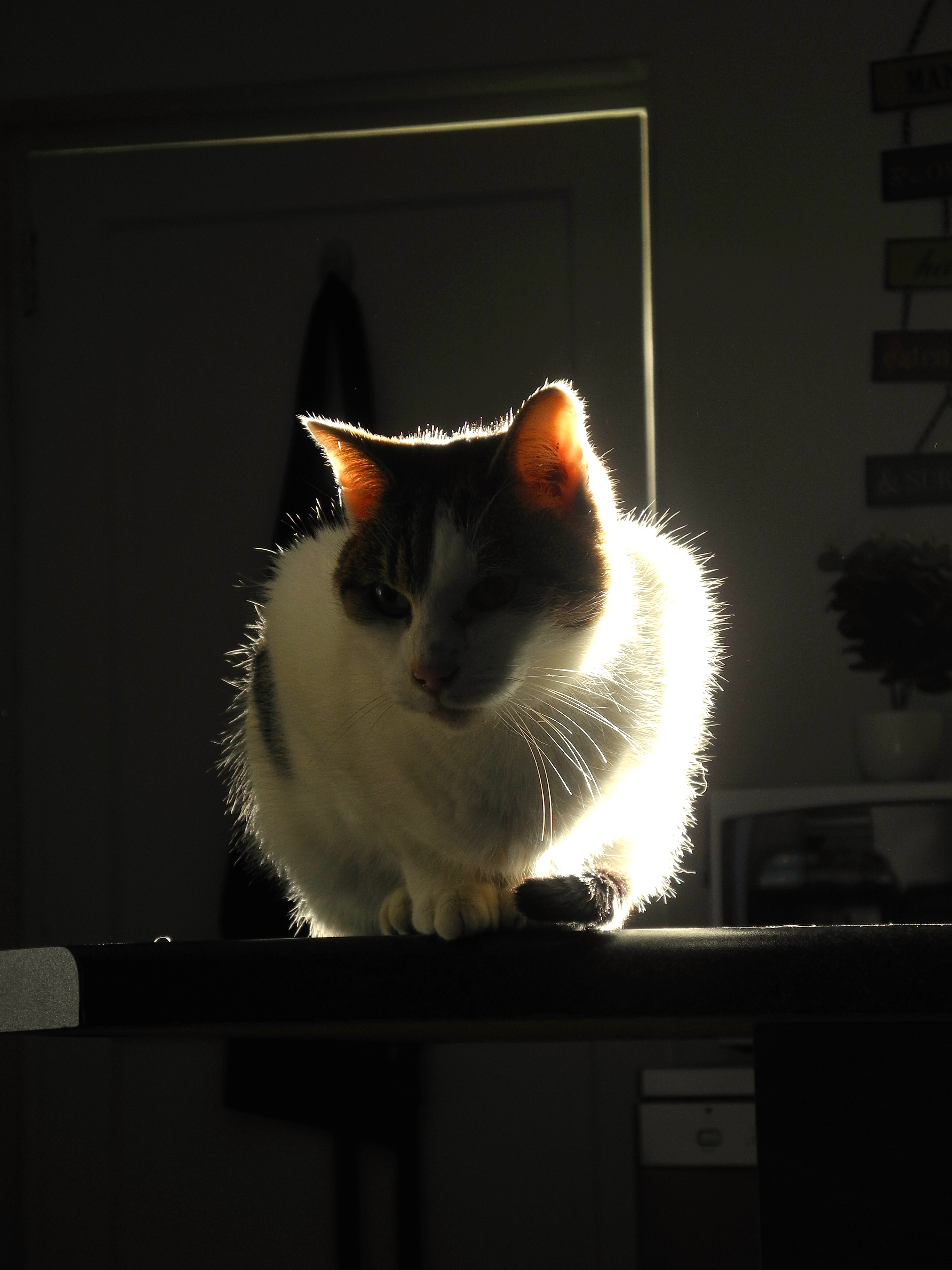 Cat silhouetted against a bright doorway, rim lit