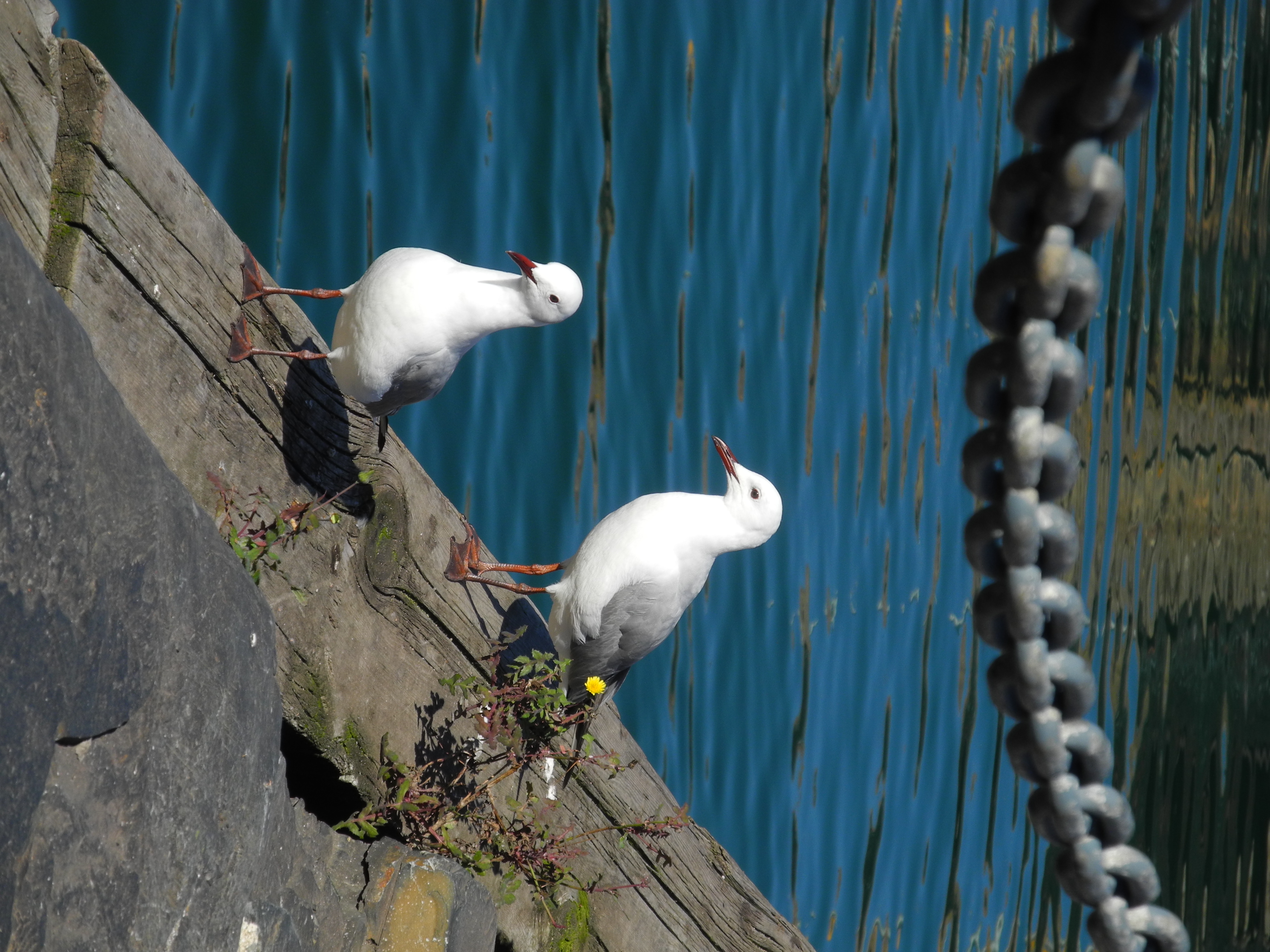 Two gulls standing on a wooden dock beam beside an anchor chain