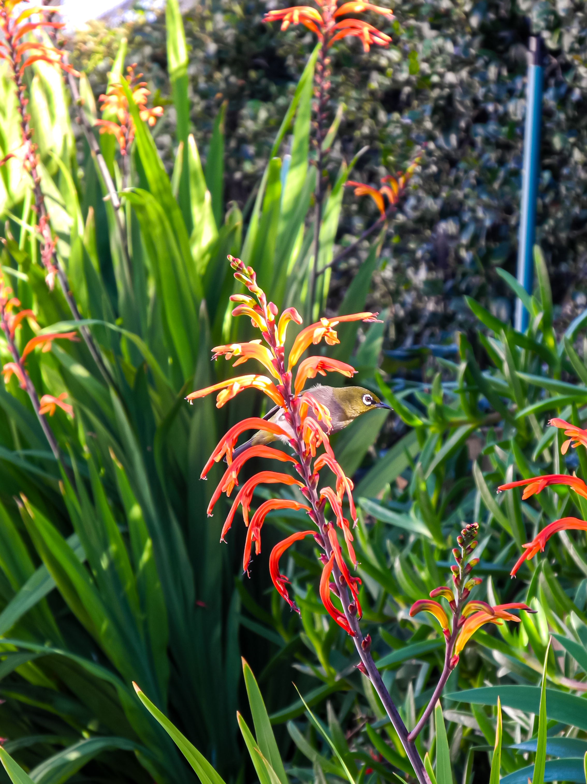Cape white-eye feeding on orange crocosmia flowers