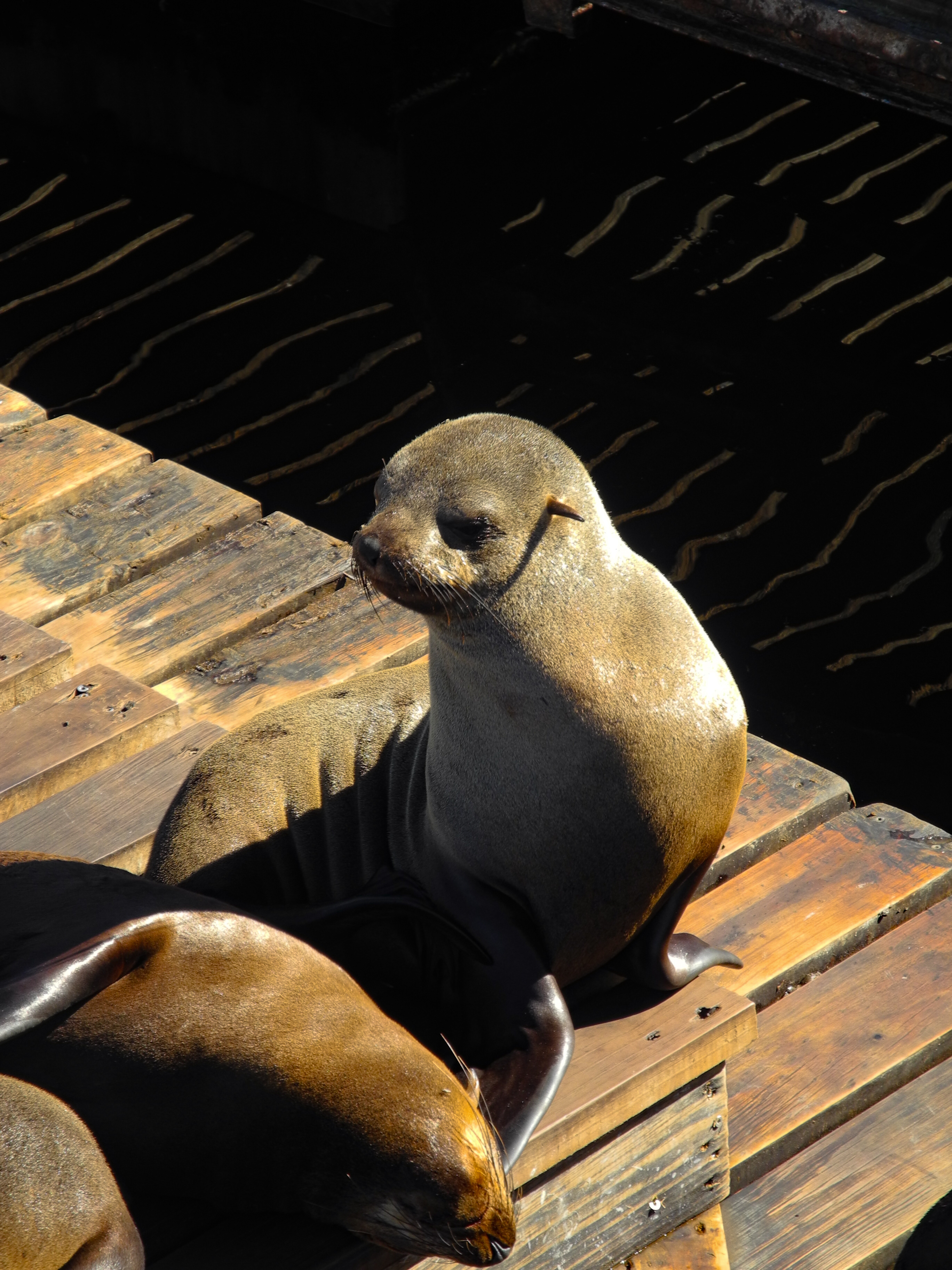 Cape fur seal portrait, sunlit fur