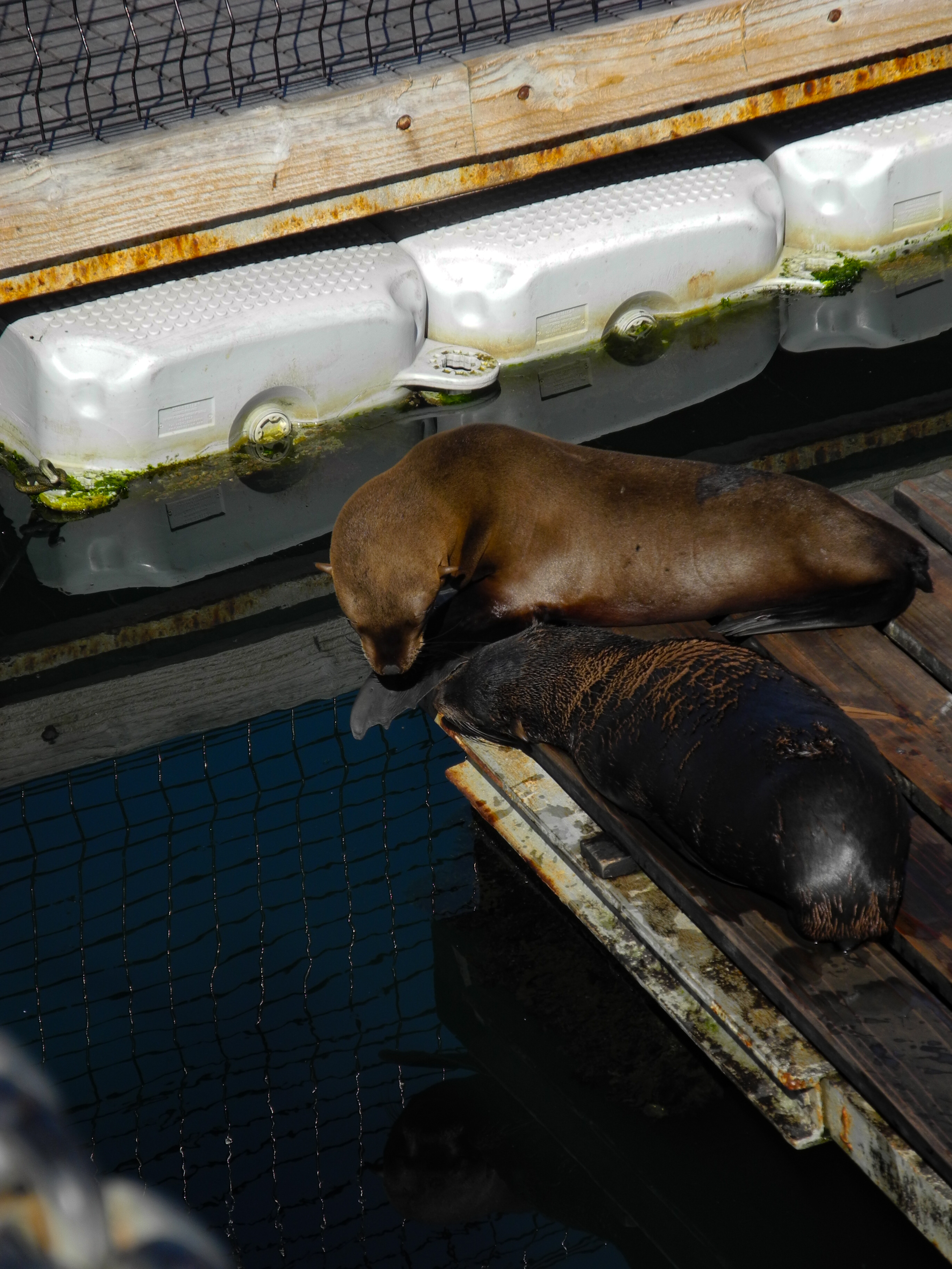 Seal grooming beside another resting seal