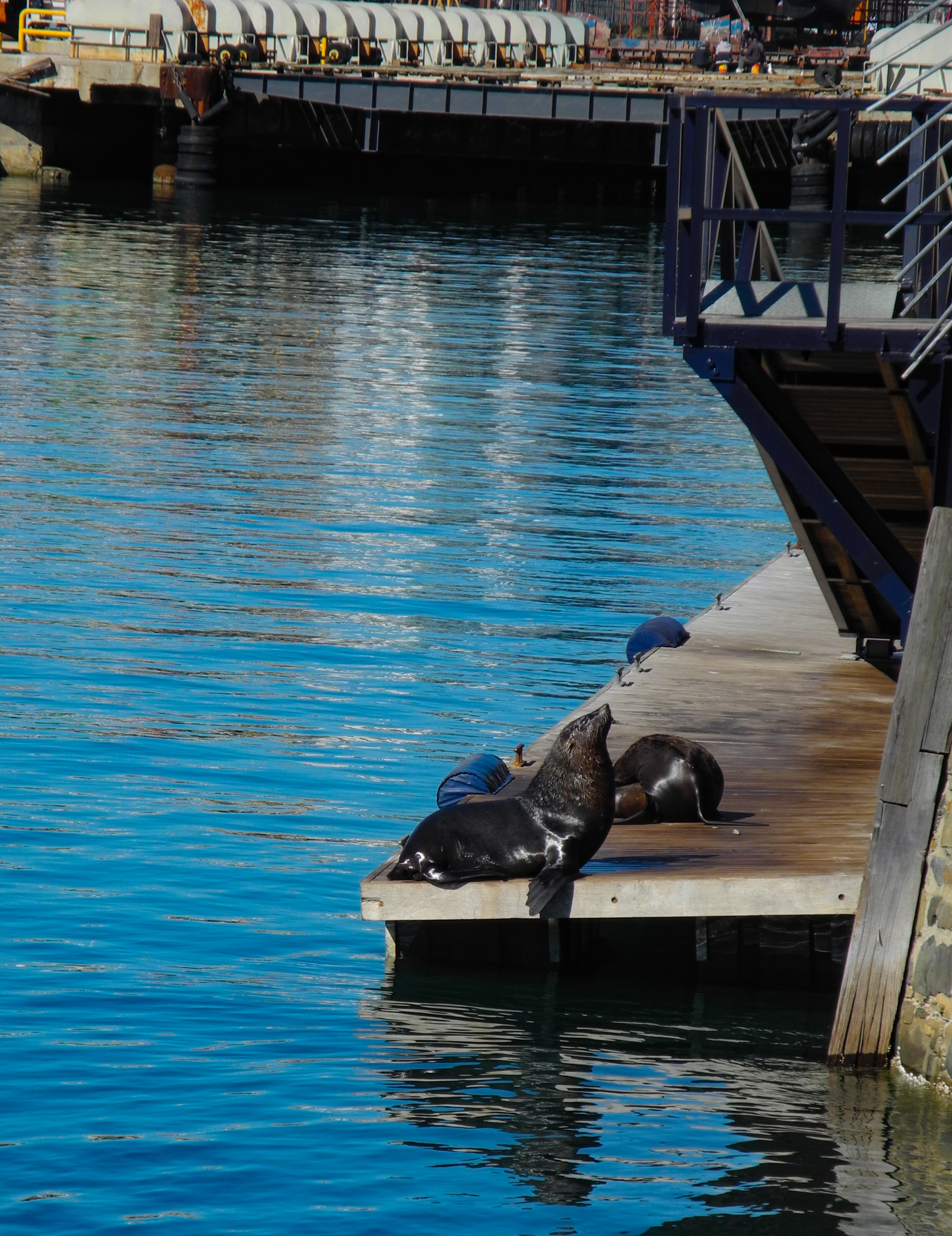 Two seals resting on dock edge above blue water